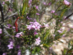 Coleonema aspalathoides