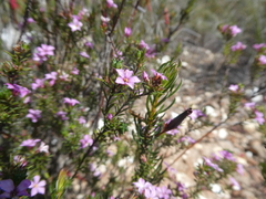 Coleonema aspalathoides