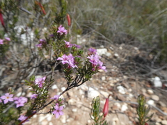 Coleonema aspalathoides