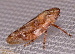 Aphrophora saratogensis