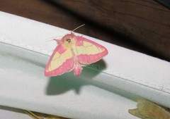 Hyparpax aurora