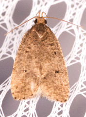 Psilocorsis quercicella