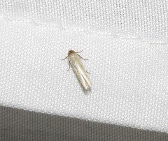 Holcocera immaculella