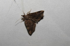 Hypena sordidula