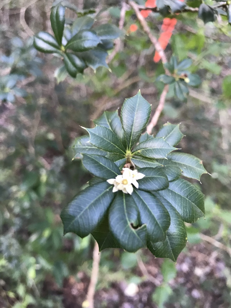 Bariaco