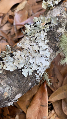 Parmotrema submarginale