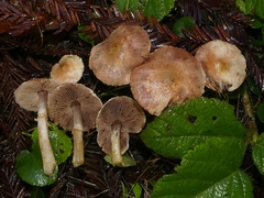 Agaricus diminutivus