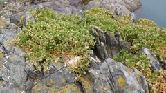 Spergularia macrotheca macrotheca