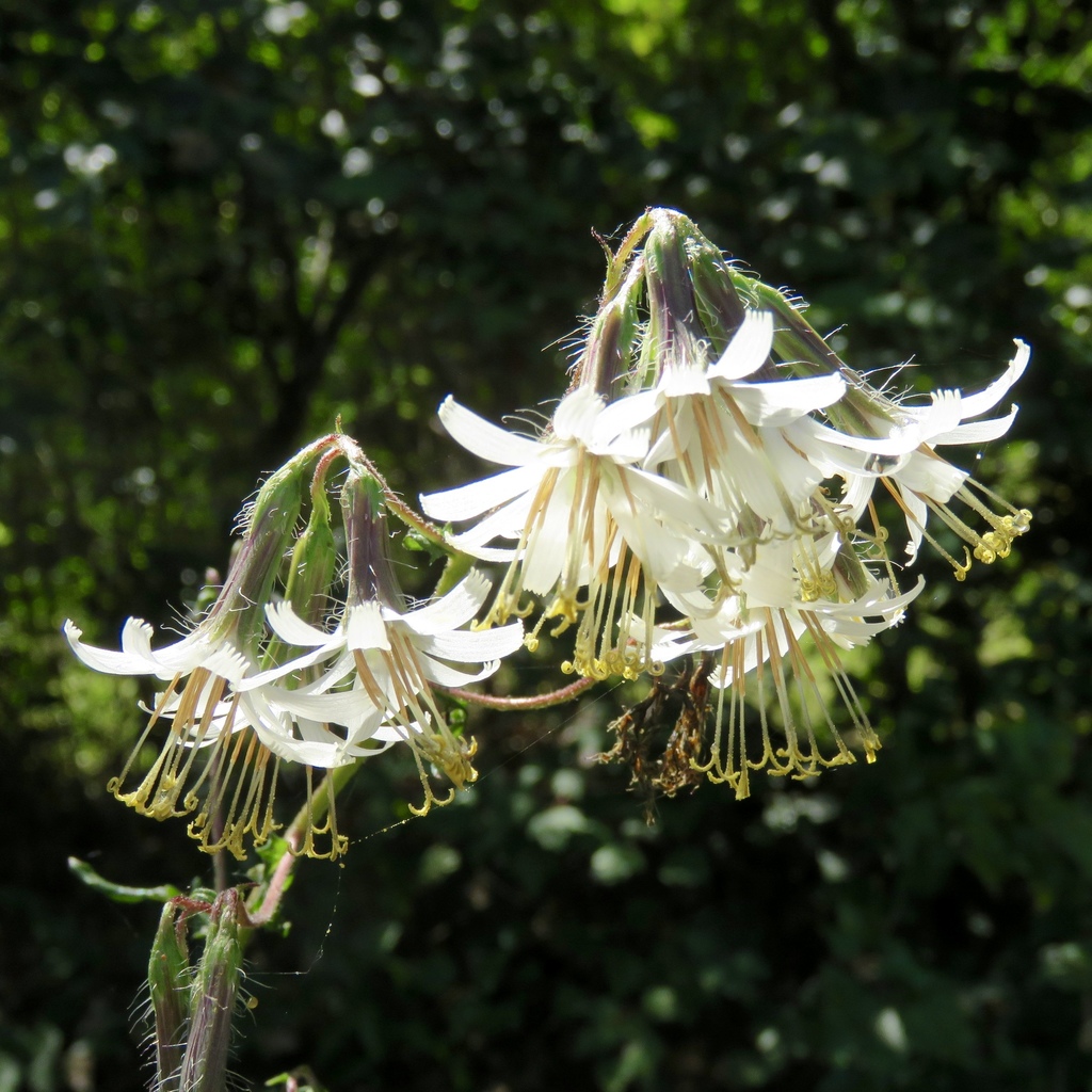 barbed rattlesnake root