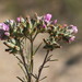 Psoralea uncinata - Photo (c) Gerhard Malan, μερικά δικαιώματα διατηρούνται (CC BY-NC), uploaded by Gerhard Malan