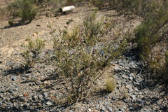 Psoralea uncinata