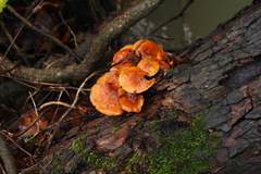 Flammulina velutipes