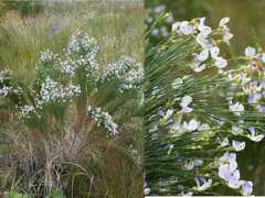 Psoralea filifolia