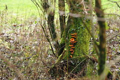 Flammulina velutipes