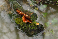 Flammulina velutipes