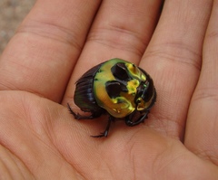 Sulcophanaeus imperator