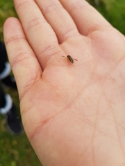 Nepomorpha