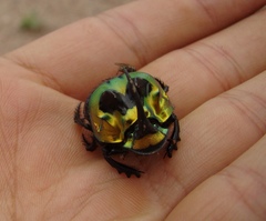 Sulcophanaeus imperator