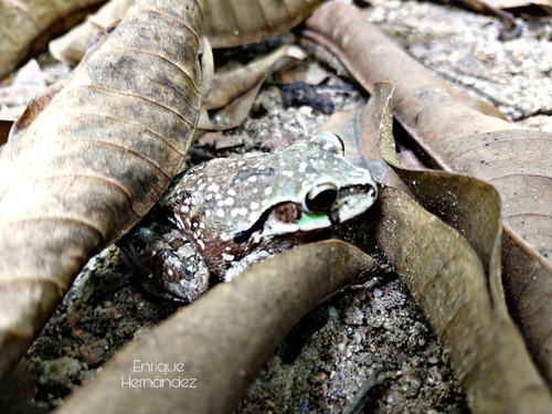Smilisca baudinii