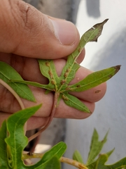 Insecta