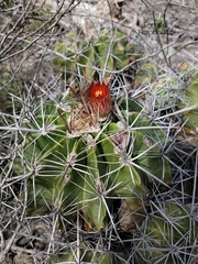 Ferocactus flavovirens