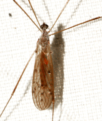 Limoniinae
