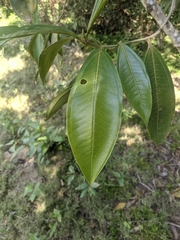 Miconia trinervia