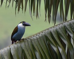 Andigena nigrirostris