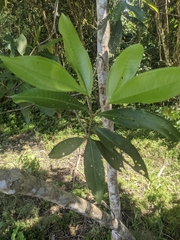 Miconia trinervia