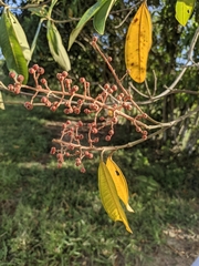 Miconia trinervia