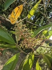 Miconia trinervia