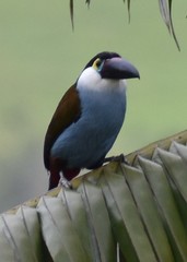 Andigena nigrirostris