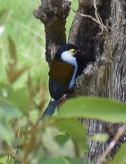 Andigena nigrirostris