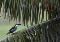 Andigena nigrirostris