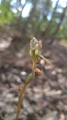 Pterostylis excelsa