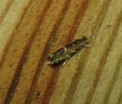 Macrosaccus robiniella