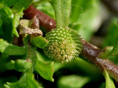 Centipeda aotearoana