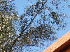 Zonotrichia leucophrys