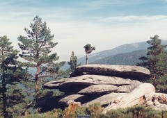 Cytisus oromediterraneus