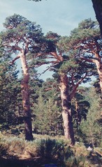 Cytisus oromediterraneus