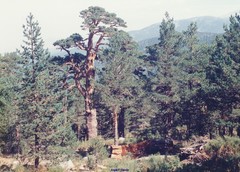 Cytisus oromediterraneus