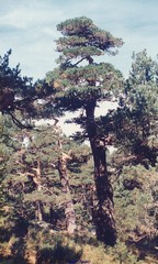 Cytisus oromediterraneus