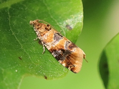 Lobesia reliquana