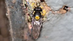 Microdon amabilis