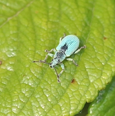 Phyllobius virideaeris