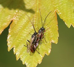Alloplasta piceator