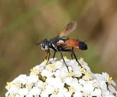 Cylindromyia brassicaria
