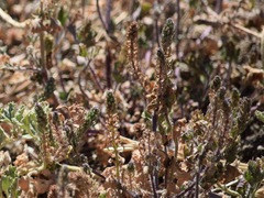 Pogogyne serpylloides