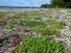 Centipeda aotearoana