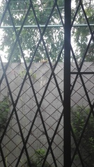 Euphonia laniirostris